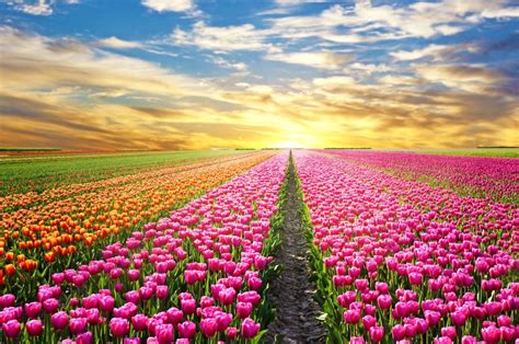 Blooming Lovely The Most Beautiful Flower Fields Around The World