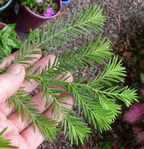 Stephen Cullums Bonsai And Pottery Post 187 Australian Conifer Species