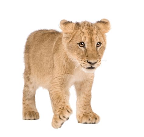 Premium Photo Lion Cub On A White Isolated