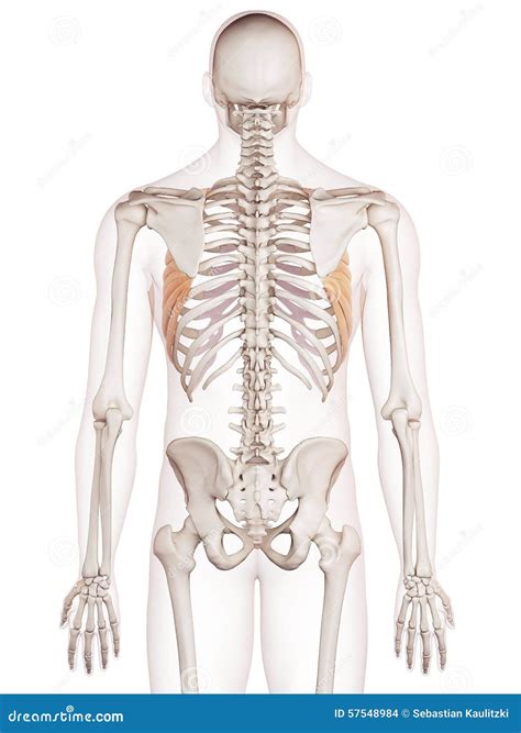 Serratus Anterior Muscle With Anatomical Skeletal Ribcage Outline Diagram Cartoon Vector