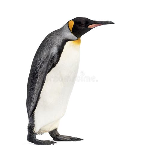 302 Side View Penguin Walking Stock Photos Free And Royalty Free Stock