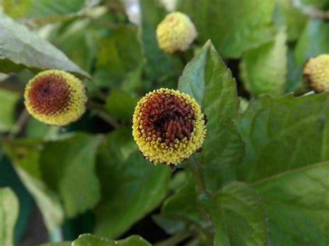Gardening And Plants Craft Supplies And Tools Spilanthes Acmella Acmella