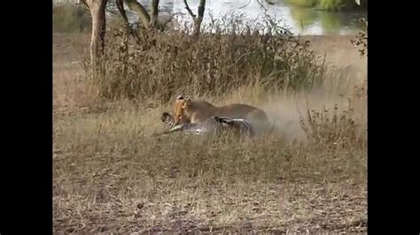 Amazing African Predators Killing Things Youtube