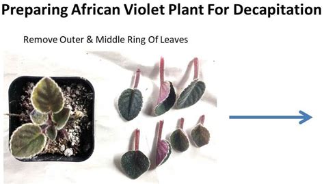 Decapitating African Violet Crowns Why And How Baby Violets
