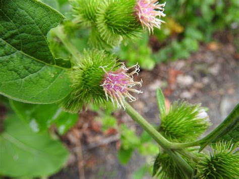 Wildflower Common Burdock Arctium Minus Allegheny Highlands Trail