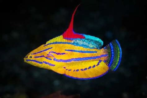 15 Most Colorful Saltwater Fish For An Aquarium