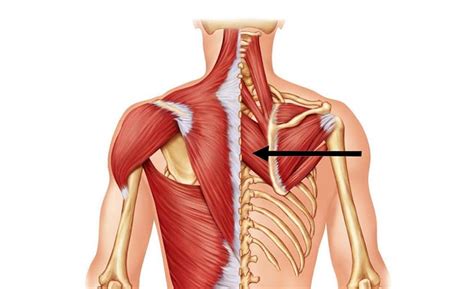 Neck And Shoulder Pain Ease It Out With Rhomboid Muscle Workout