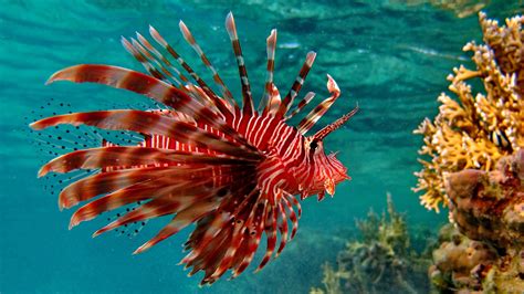 Lionfish Animals Coral Fish Wallpapers Hd Desktop And