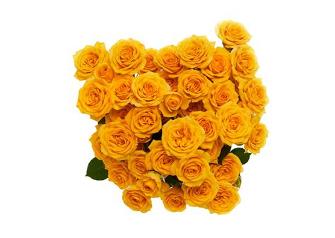 Yellow Babe Rio Roses