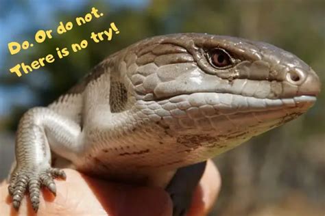 Blue Tongue Skink Care Sheet The Ultimate Guide By Urban Reptiles