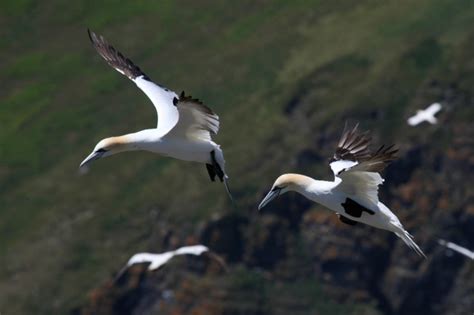 Tom Hince Adventures With Birds And Other Stuff Newfoundland Cape St