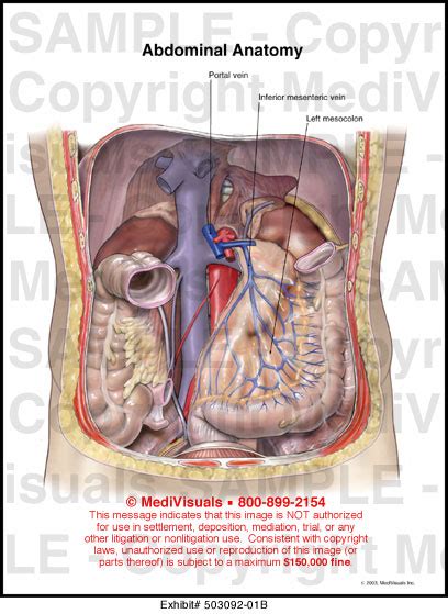 Abdominal Anatomy Medical Illustration Medivisuals 84250 Hot Sex Picture