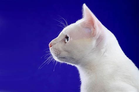 Top 10 Ugliest Cat Breeds Page 7 Of 10 Factspedia