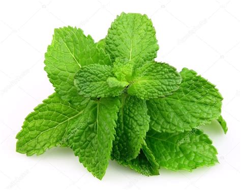 Mint Leaf Close Up Stock Photo By ©margo555 8436984