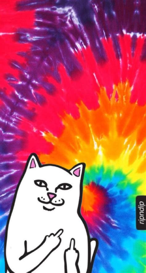 See over 2,293 middle finger images on danbooru. Wallpaper | Middle-Finger Cat | Aesthetic Covers ...