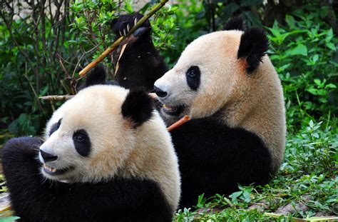 Pandas At Chengdu Photograph By North Devon Photography Fine Art America