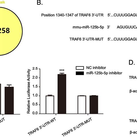 traf6 is a direct target gene of mir 125b 5p a venn diagram showing 22 download scientific