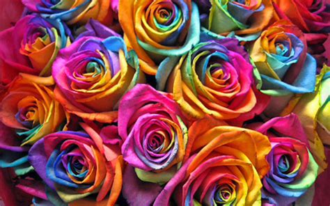 Colorful Roses Wallpapers Top Free Colorful Roses Backgrounds