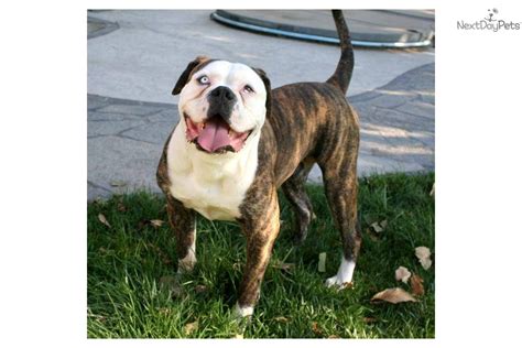Blue eyes accepted but to be considered a cosmetic fault. American Bulldog puppy for sale near Orange County ...