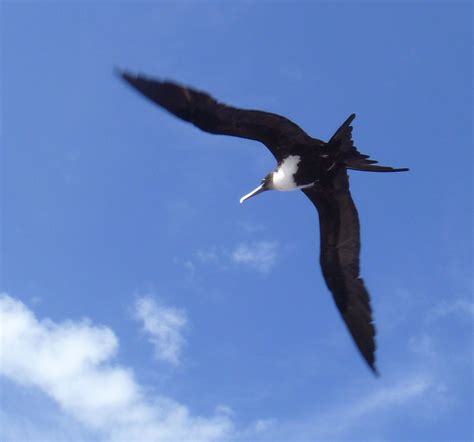 Frigate Bird Flying High Over Pitcairn Island 2012 Pitcairn Islands