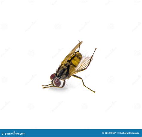 Housefly Musca Domestica An Isolated On White Background Stock Image