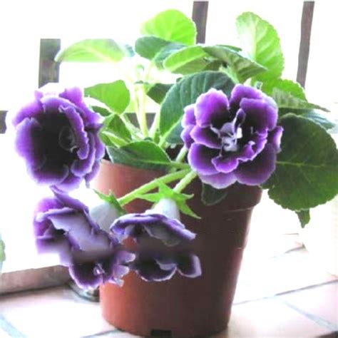 Potted plants provide opportunities to grow some easy care perennials which will provide long term colour. US$ 2.49 - Imported Gloxinia Plant 200 Pcs Perennial ...