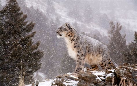 Snow Leopard Full Hd Wallpaper And Background Image 3200x2020 Id534096