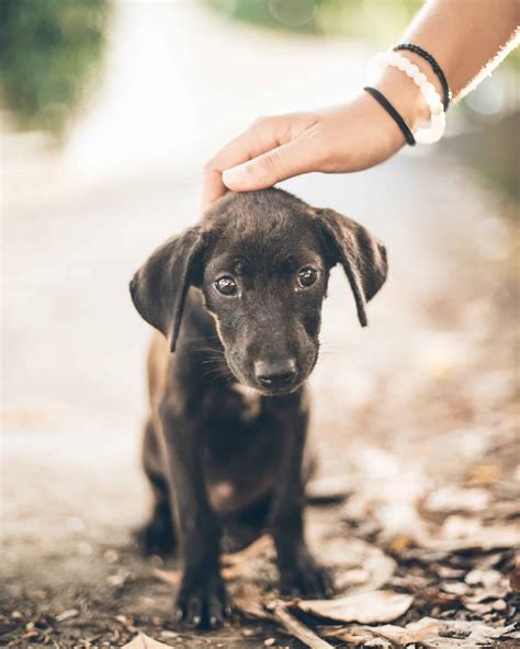 9 Reasons Why Your Dog Growls When Petted Pawleaks