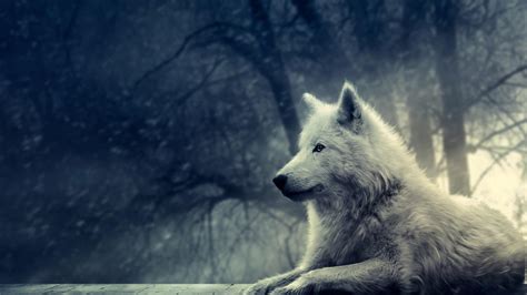 Hd Wolf Wallpapers 1080p Wallpapersafari