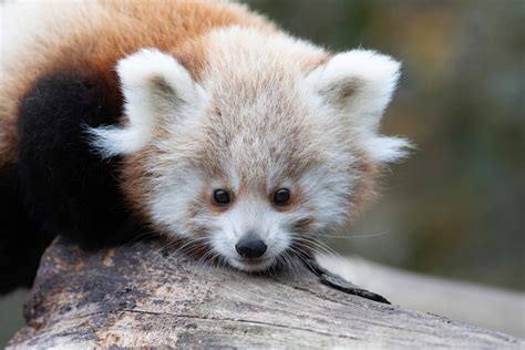 Twin Female Red Panda Babies Announced At Fota Wildlife Park Fota