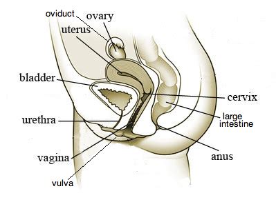 Organs, function, and more the internal reproductive organs in the female include: IB Biology Notes - 6.6 Reproduction