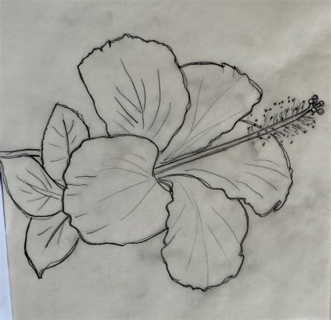 New users enjoy 60% off. Hibiscus Drawing - Cliparts.co