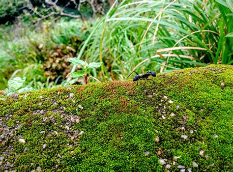 500 Green Moss Pictures Hd Download Free Images On Unsplash
