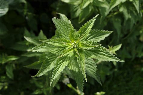They also provide some shade and offer a great. Stinging Nettle | Pet Poison Helpline