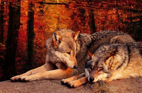 Fall Wolves Animales Images Loup Amour De Loup