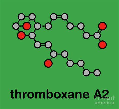 Thromboxane A2 Molecule Photograph By Molekuulscience Photo Library