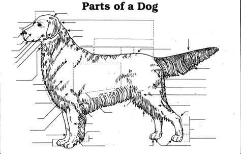 Dog Anatomy Diagram Quizlet