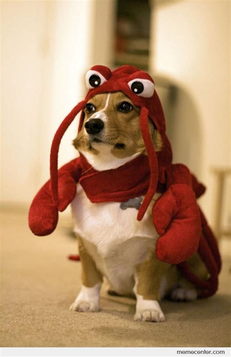 Lobster Dog By Ben Meme Center