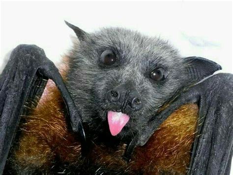 The Intelligent Mysterious Bat Baby Bats Cute Animals Cute Bat