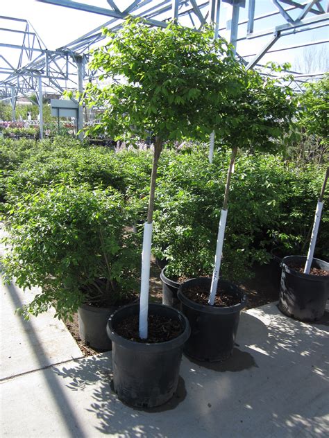 Top Grafted Shrubs Are Great Small Trees For Patios Containers And