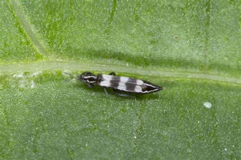 How To Deal With A Thrips Infestation In Your Garden