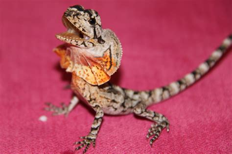 Baby Frilled Neck Lizard Lizard Frilled Lizard Animals Beautiful