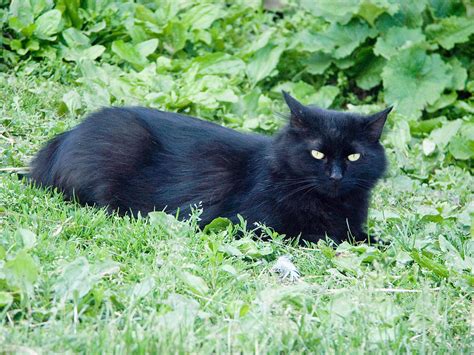 Black Cat Photograph By Bonnie Sue Rauch Fine Art America