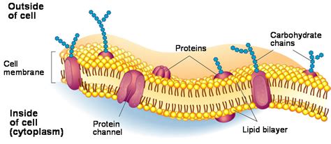 What Are The Main Functions Of The Cell Membrane Socratic