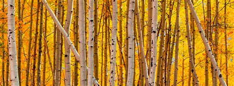 Quaking Aspen Disturbance And The Return Of Yellowstones Wolves
