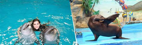 Dolphin And Seal Show Dubai Tickets