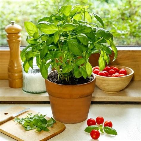 Growing Basil Indoors Year Round Basil Plant Care