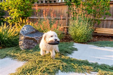 8 Backyard Ideas For Dogs Dog Friendly Landscapes Environmental Designs