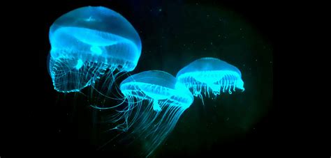 Bioluminescence Why And How Some Animals Light Up