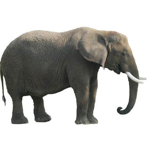 Elefante Vista Lateral Clipart Png Transparente Stick